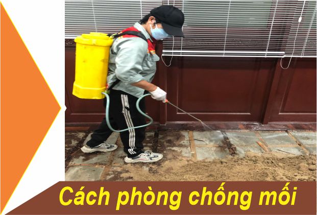 Cách phòng chống mối