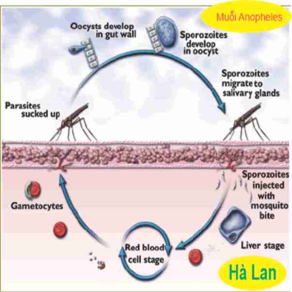 vòng đời của muỗi