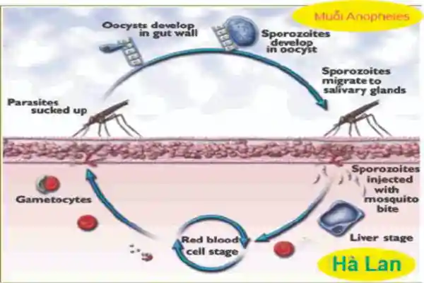 Diệt Muỗi Tận Gốc - Để Không Có Sốt Xuất Huyết