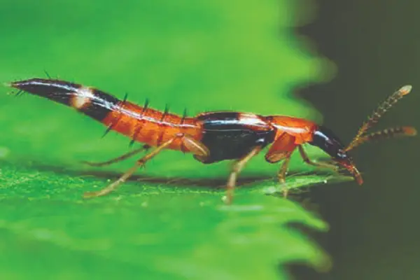 Kiến - Kiến Ba Khoang