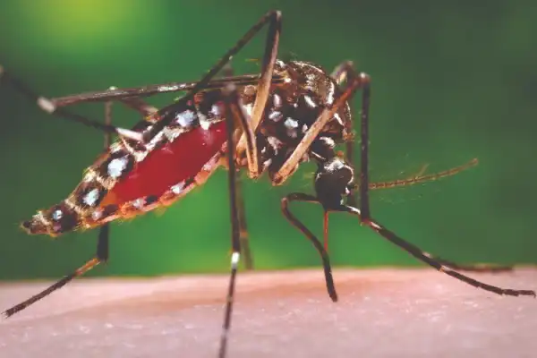 Muỗi Aedes Truyền Bệnh Sốt Xuất Huyết