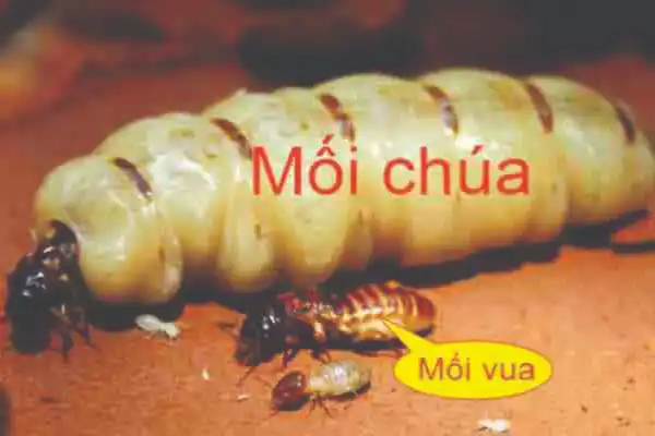 Loài Mối - Cách Diệt Mối