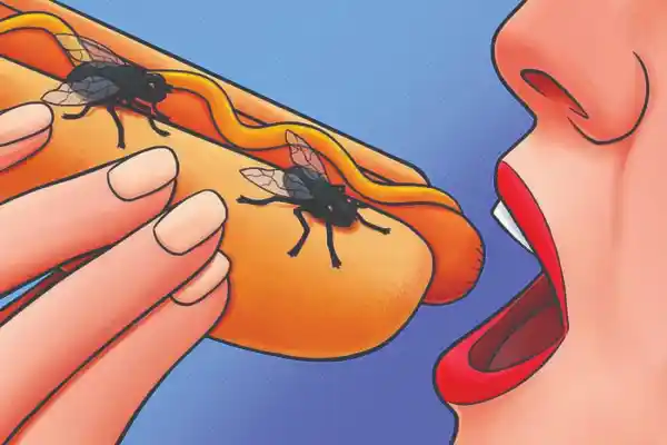 Ruồi - Cách Diệt Ruồi