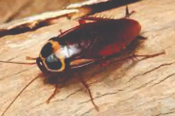 Loài Gián - Cách Diệt Gián