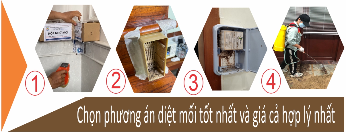 Chọn phương án diệt mối tốt nhất