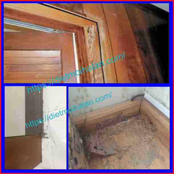 Dịch vụ diệt mối quận Tân Phú