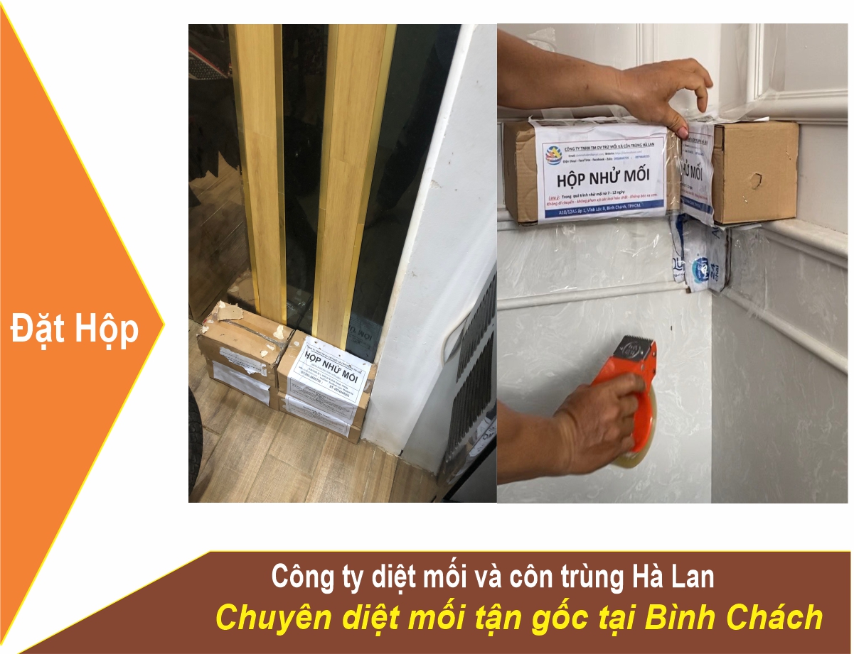 Dịch Vụ Diệt Mối tại Bình Chách