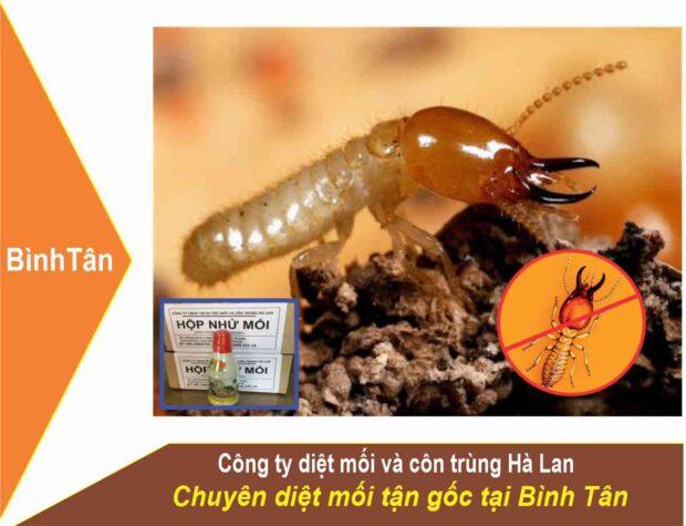 Dịch Vụ Diệt Mối Quận Bình Tân