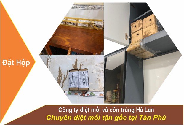 Dịch Vụ Diệt Mối Quận Tân Phú