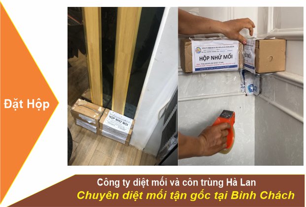 Dịch Vụ Diệt Mối Bình Chánh