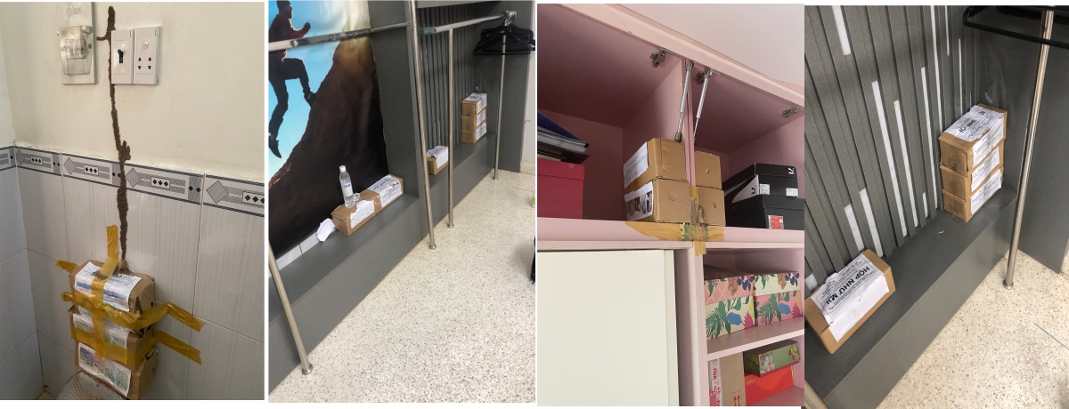 Dịch Vụ Diệt Mối tại quận Tân Bình