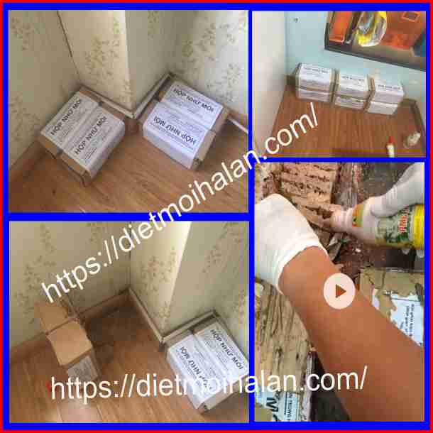 Diệt Mối Tại Quận Tân Phú