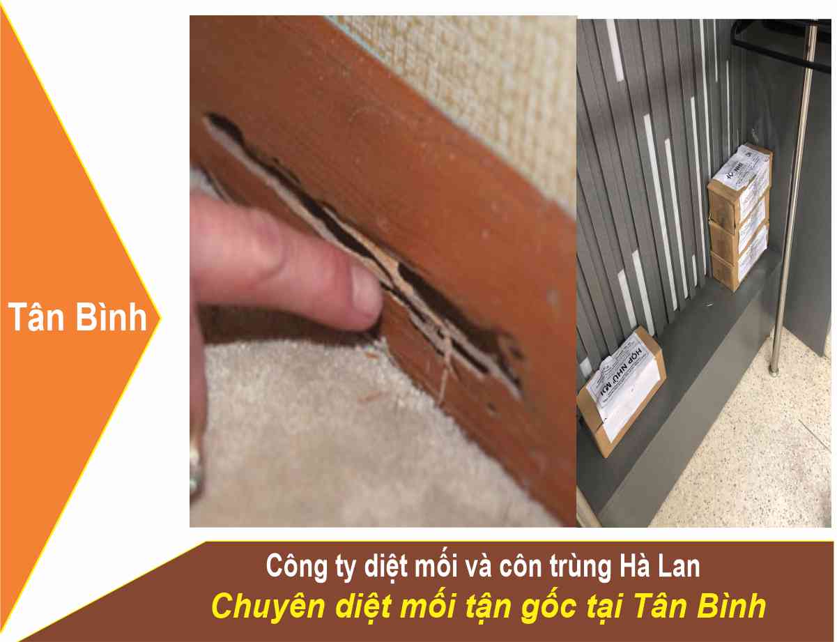 Dịch Vụ Diệt Mối Quận Tân Bình