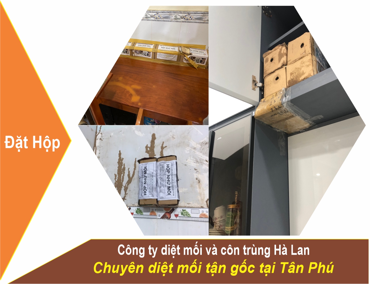 Diệt Mối tại Tân Phú