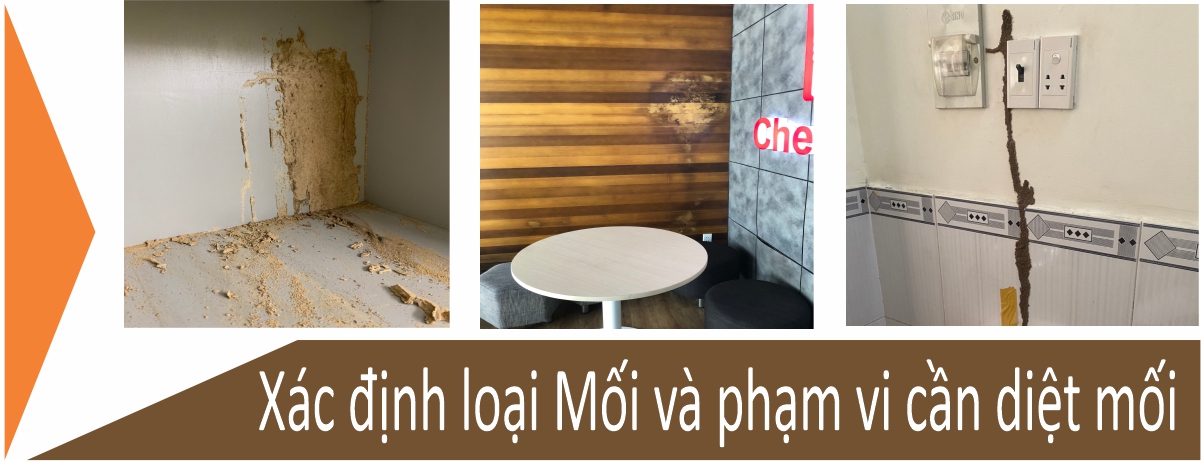 xác định loại mối và phạm vi cần diệt mối tại bình chách