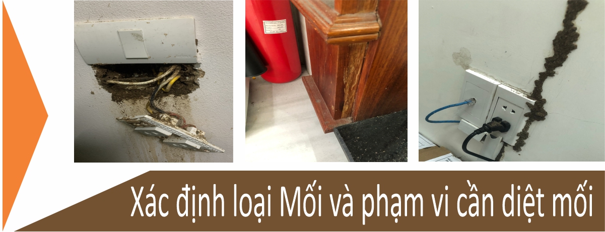 xác định loại mối và phạm vi cần diệt mối tại quận tân phú