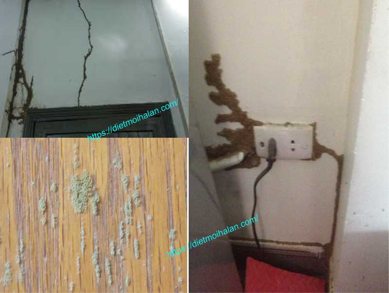 bị mối ăn trong trường