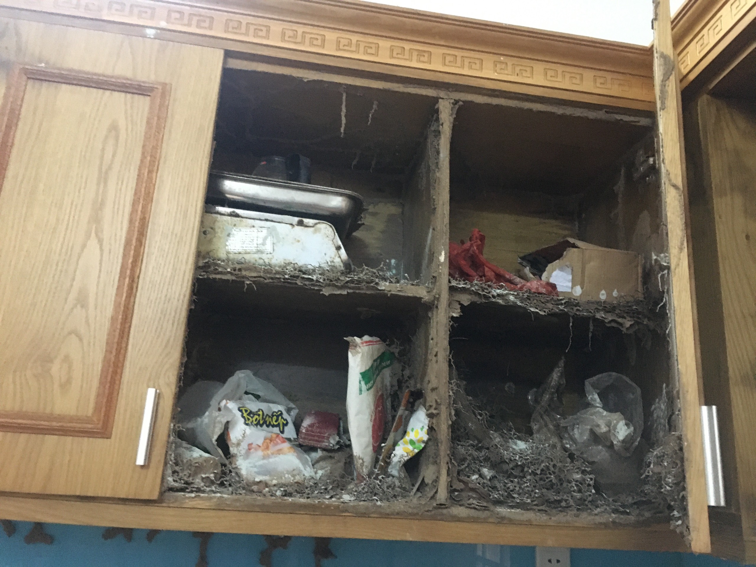 Diệt Mối Tại Tân Phú