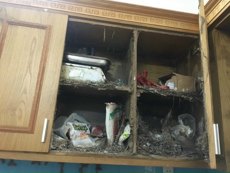 DỊCH VỤ DIỆT MỐI QUẬN 3