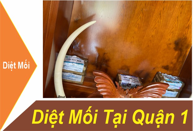 Dịch Vụ Diệt Mối Quận 1