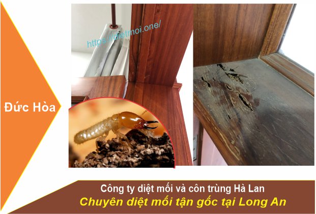 Dịch Vụ Diệt Mối  Đức Hòa, Long An