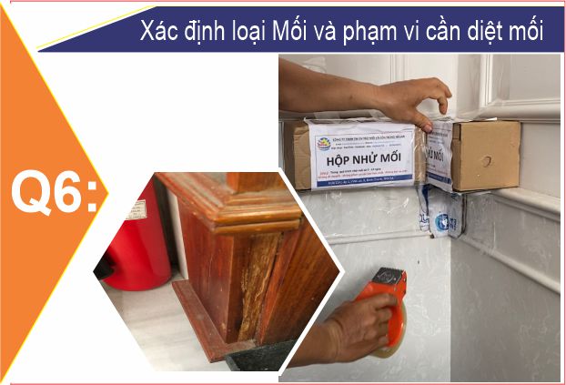 Dịch Vụ Diệt Mối Quận 6