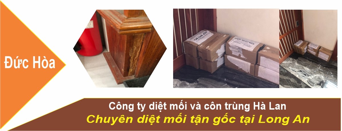 Dịch Vụ Diệt Mối tại đức hòa Long An
