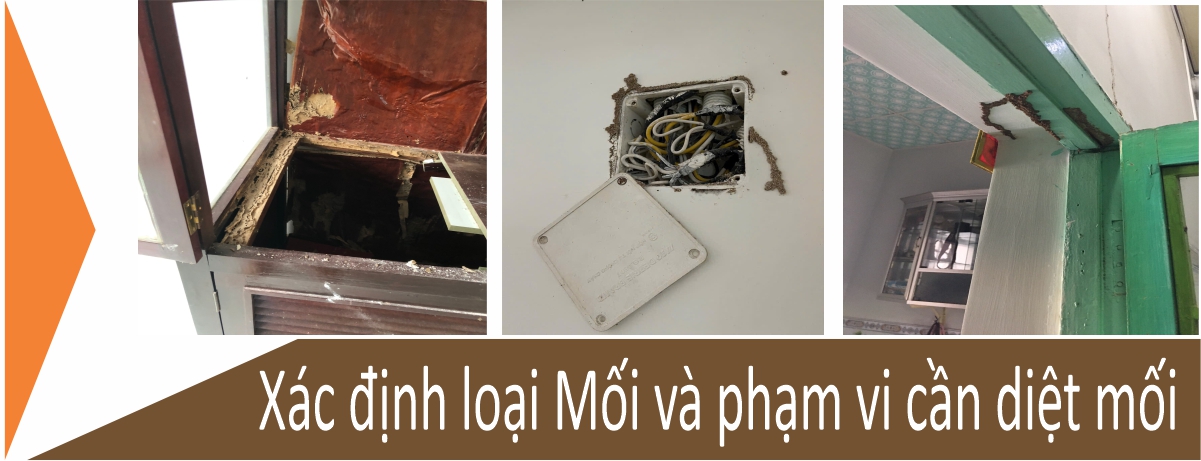 xác định loại mối và phạm vi cần diệt mối tại quận 5