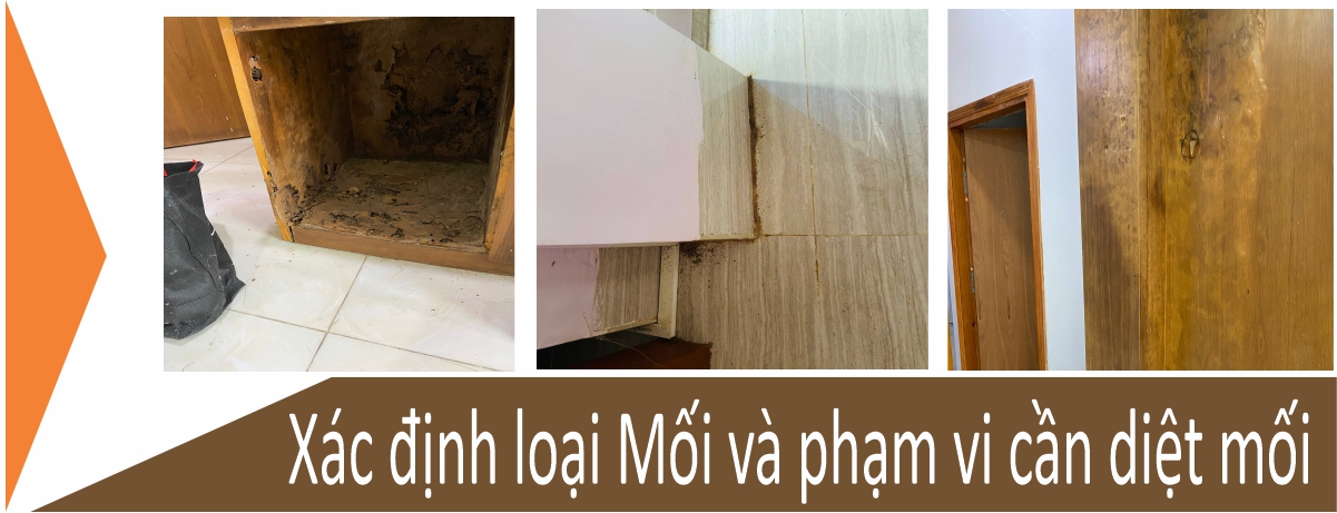 xác định loại mối và phạm vi cần diệt mối tại quận 6