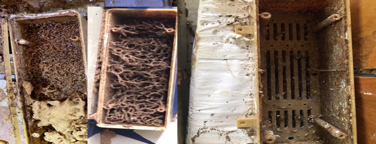 kiểm tra kết quả diệt mối