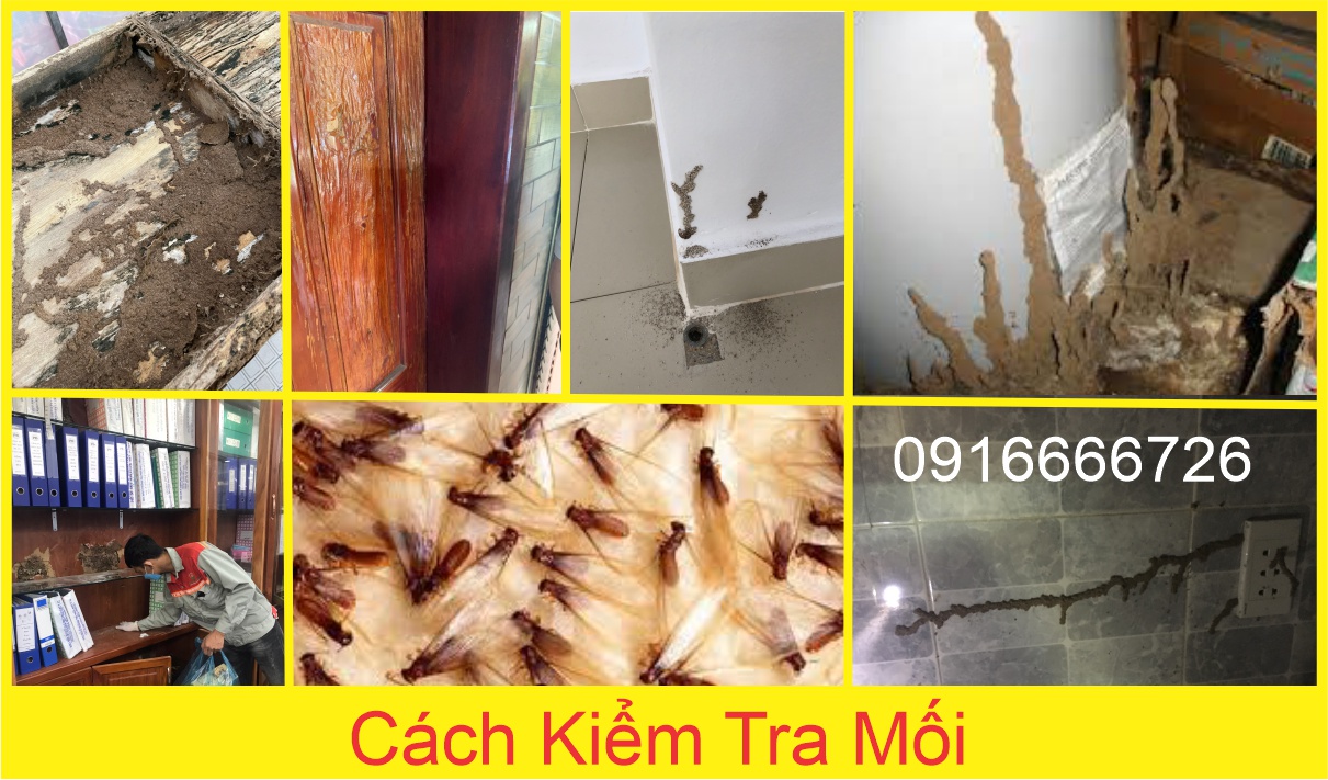 Hình ảnh minh họa cách kiểm tra mối trong nhà và dấu hiệu nhận biết mối mọt