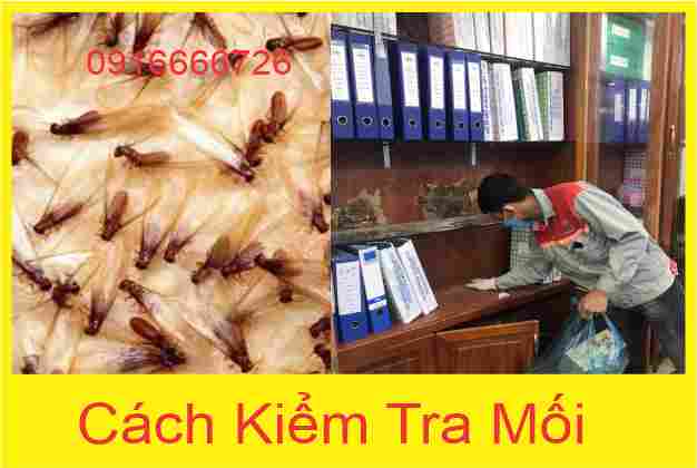 Cách Kiểm Tra Mối Trong Nhà: Nhận Biết Sớm &amp; Xử Lý Kịp Thời