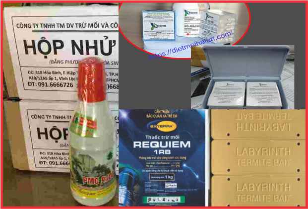 Cách diệt mối nào tốt nhất, hiệu quả nhất và kinh tế nhất hiện nay?