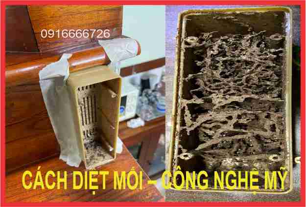 Loại thuốc diệt mối nào tốt nhất và an toàn nhất?