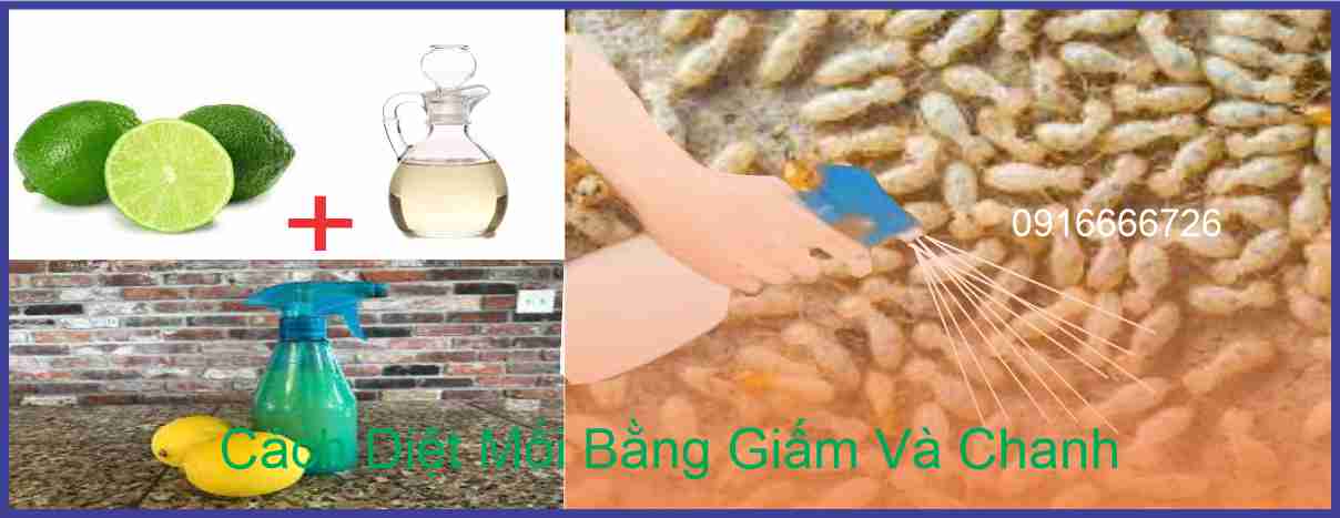 Cách Diệt Mối Bằng Giấm Và Chanh