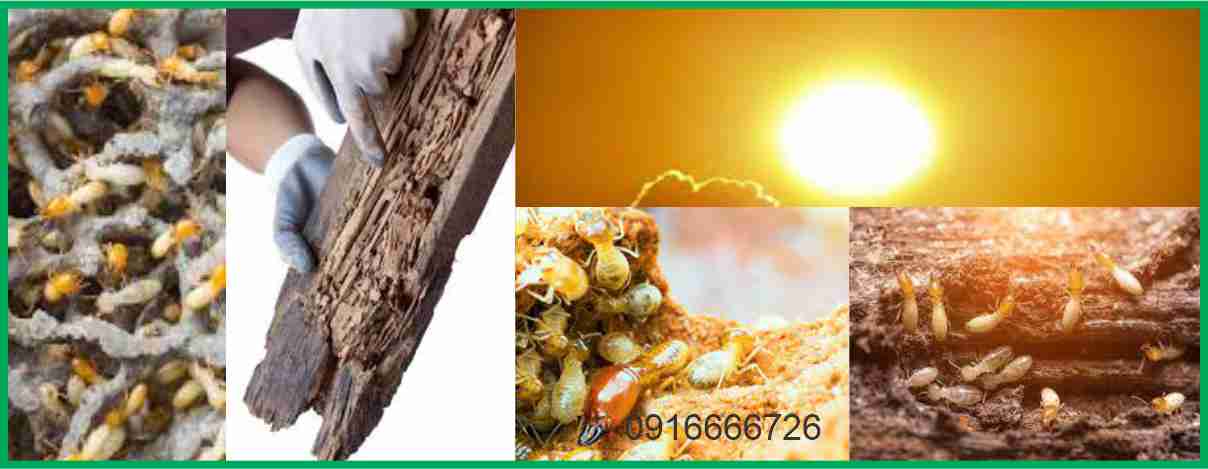 Cách Diệt Mối bằng Phơi Nắng