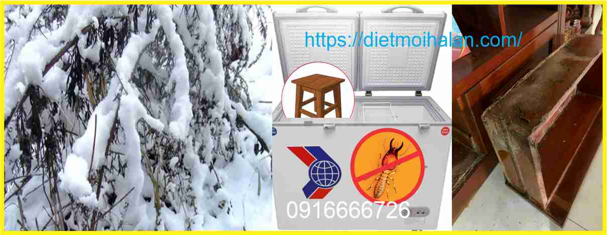 Cách diệt mối bằng Đóng Băng