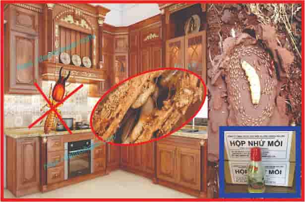 Làm sao để diệt được tổ mối?