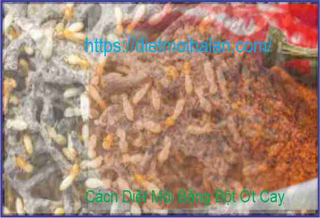 Diệt Mối Bằng Bột ớt cay