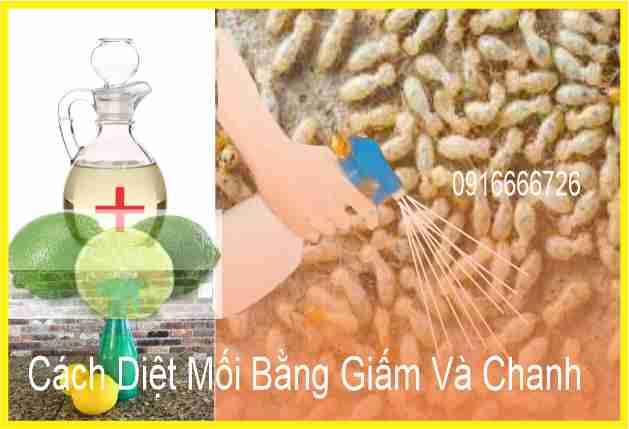 Diệt Mối Bằng Giấm và chanh