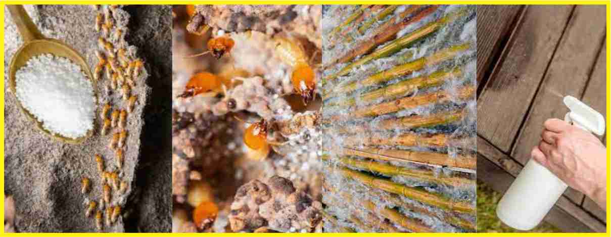 Cách Diệt Mối Bằng Muối Hạt