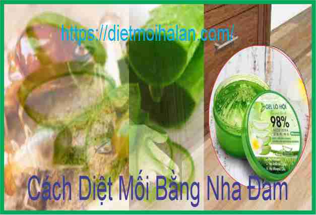 Diệt Mối Bằng Nha Đam
