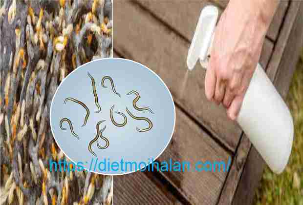 Diệt Mối Bằng Tuyến Trùng