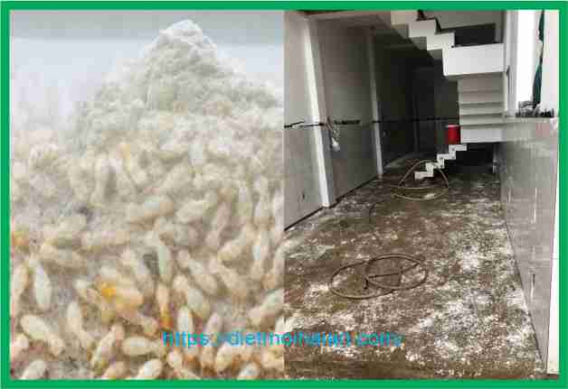 Diệt Mối Bằng Vôi