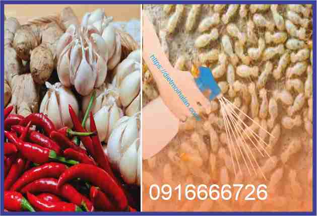 Diệt Mối Bằng Tỏi Ớt Gừng