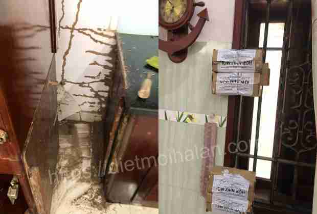 Diệt mối có hết không?