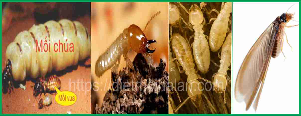    Mối chúa, Mối vua, Mối thợ, Mối lính và Mối cách.