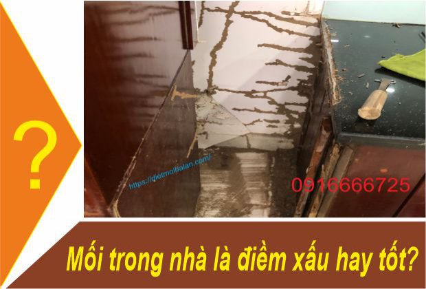 Mối trong nhà là điềm xấu hay tốt?