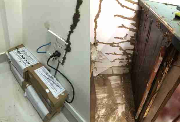 Những vị trí nào thường bị mối phá hoại?