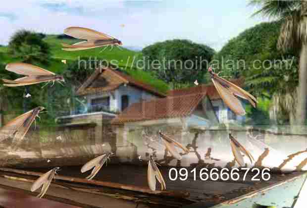 Tại sao có mối? 